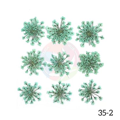 Picture of Pressed Queen Annes Lace Flowers - Mint Green