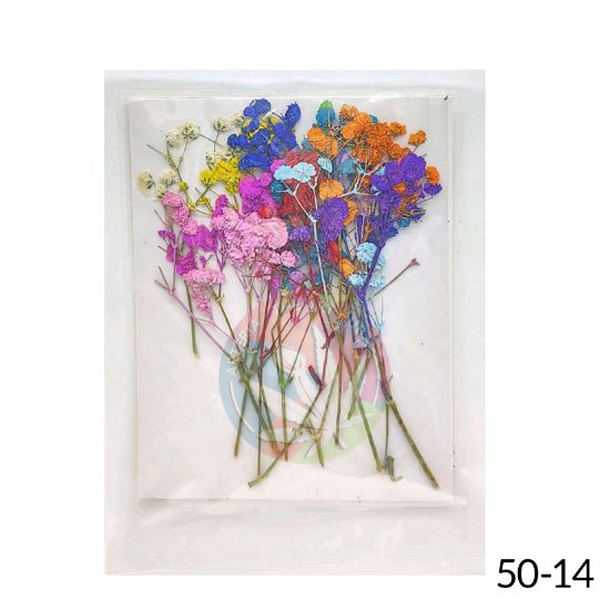 Picture of Pressed Dry Flower Sheet -Multi colour