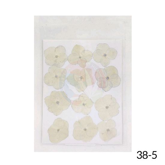 Picture of Pressed Hydrangea Dry Flower Sheet -White