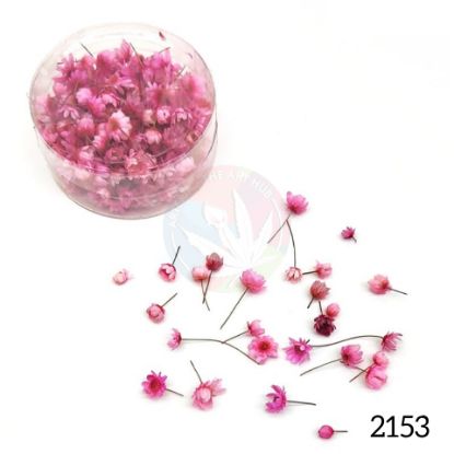 Picture of Brazilian Small Star Daisies - Light Pink