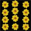 Picture of Yellow Wild Dry Pressed Flower- 12 Pcs