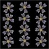 Picture of Epilobium Tetragonum Dry Pressed Flowers- 12 Pcs