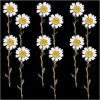 Picture of White Daisies with Stem Dry Pressed Flower- 12 Pcs