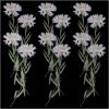 Picture of Leucanthemella Serotina Dry Pressed Flower- 12 Pcs