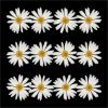 Picture of Pressed Daisies- New- white