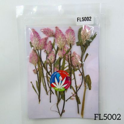 Picture of Celosia Palmeri Dry Pressed Flowers- 12 Pcs