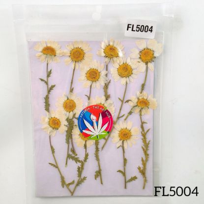 Picture of White Daisies with Stem Dry Pressed Flower- 12 Pcs