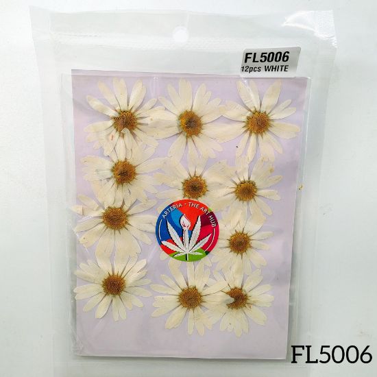 Picture of Pressed Daisies- New- white