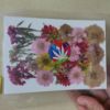 Picture of 40 in 1 Pressed Flower 2