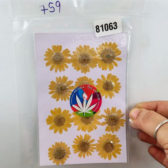 Picture of Pressed Daisies- Marigold