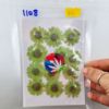 Picture of Pressed Daisies Neon Green