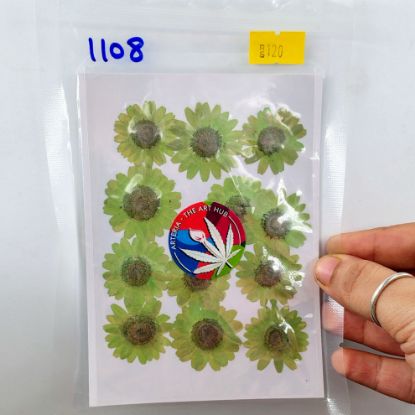 Picture of Pressed Daisies Neon Green