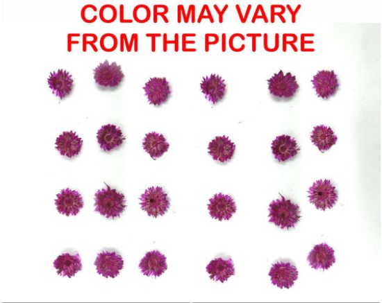 Picture of 24PCS Mini dried Sunflower- Magenta