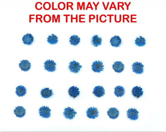 Picture of 24PCS Mini dried Sunflower- Light blue