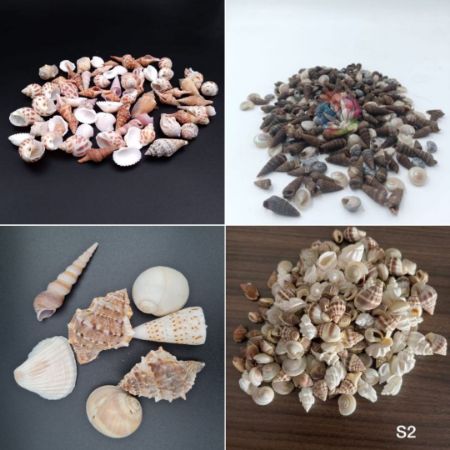 Picture for category Natural Sea Shells