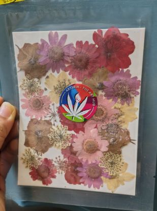 Picture of 32 IN 1 Pressed Flower 4
