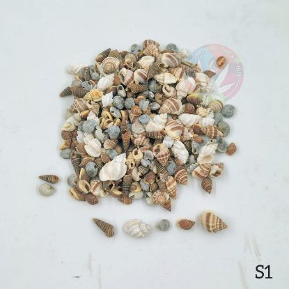 Picture of New Natural Sea Shells mix shapes- Small shells