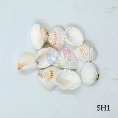 Picture of Natural Sea Shells 1