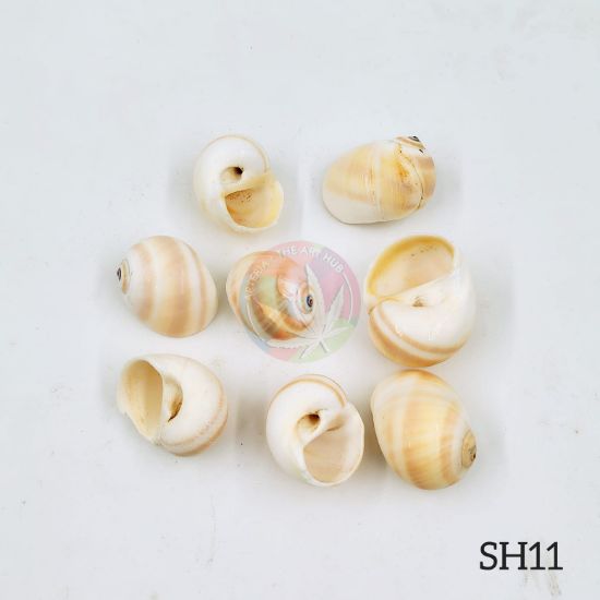 Picture of Natural Sea Shells 11