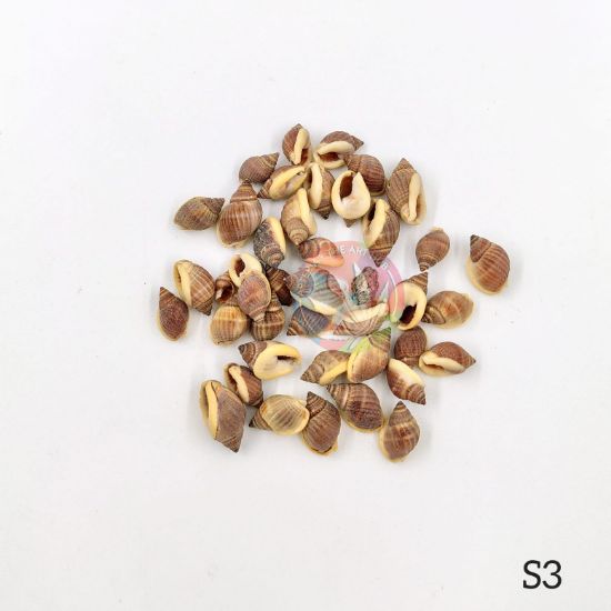 Picture of Natural Sea Shells - Mini shells 